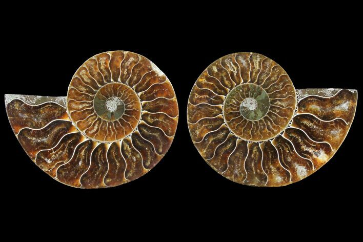 Sliced Ammonite Fossil - Agatized #125012